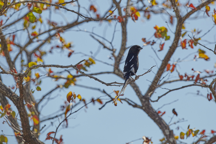 Magpie shrike