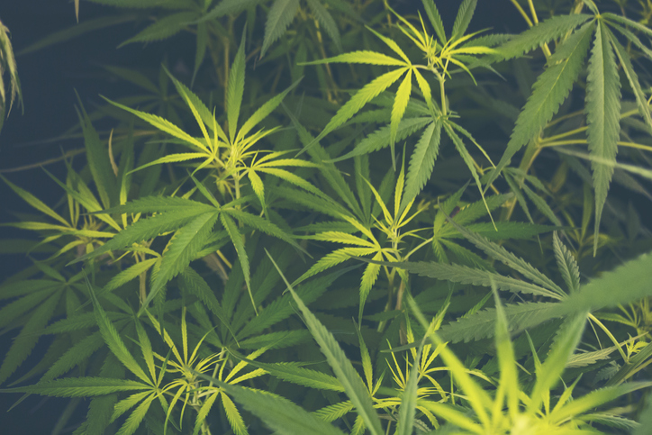 Green Marijuana tree cannabis plant narcotic herbal in greenhouse. Hemp leaf made cannabis crude oil at medicine farm. CBC, THC herb agriculture by Weed leaf Drug and medicine healthcare concept