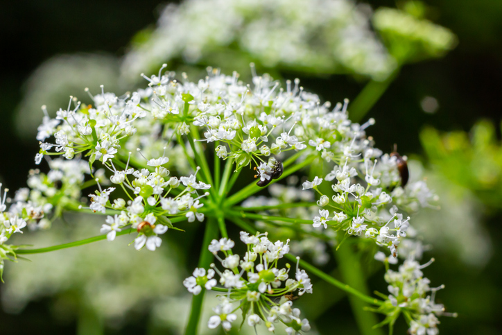 Conium maculatum