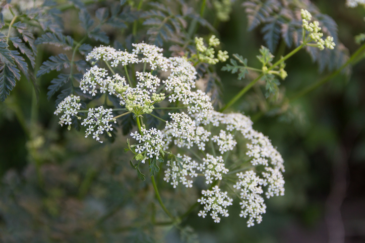 Poison hemlock