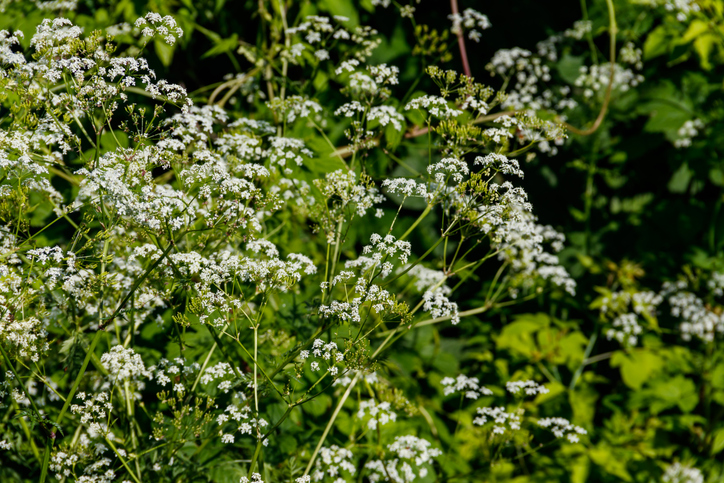 Water hemlock (Conium maculatum) flowers