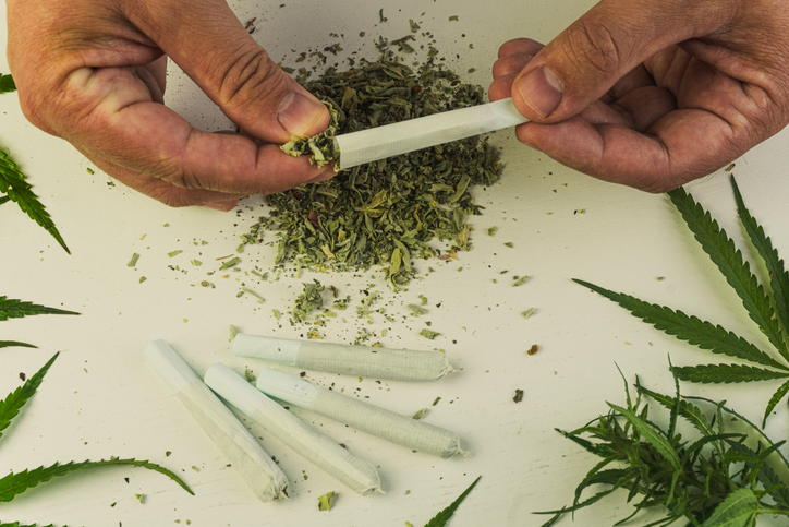 Close up of man's hands rolling up a marijuana joint. legalization of light drugs.