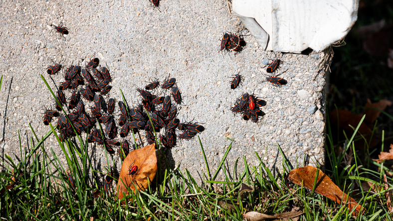 A group of boxelder bugs on the foundation of a house, horizontal