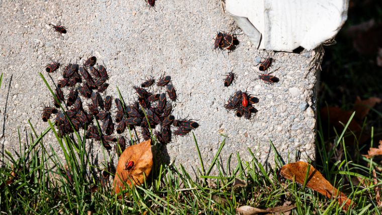 Boxelder bugs