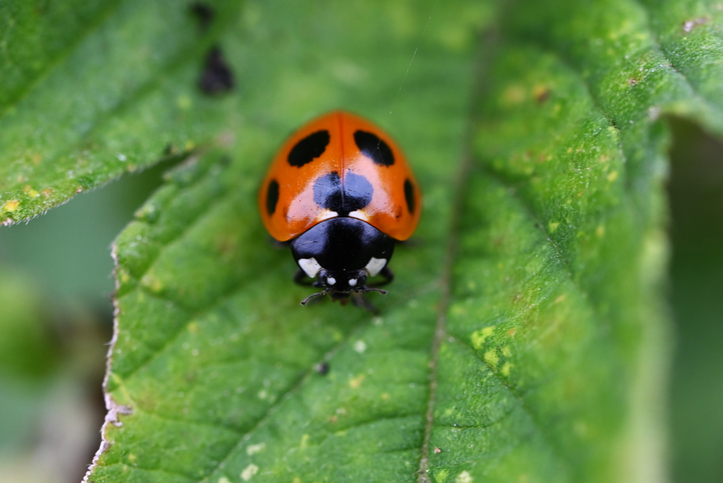 Escarabajos asiáticos multicolores