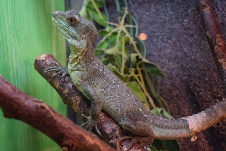 Plumed Basilisk. Adult green basilisk, double crested basilisk. Jesus Christ lizard.
