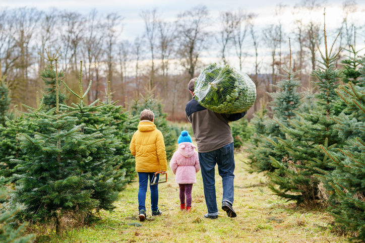 Happy family, man and two children with Christmas tree on fir tree cutting plantation. Preschool girl, kid boy and father choosing, cut and felling own xmas tree in forest, family tradition in Germany