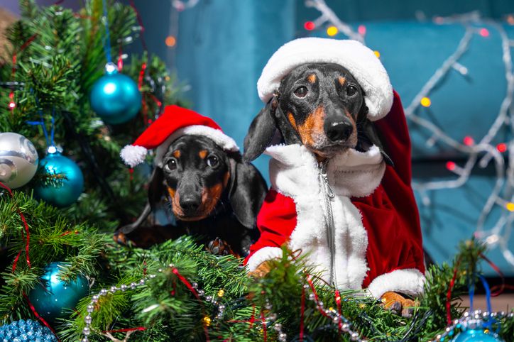 Adorable dachshunds in santa outfits celebrating christmas among festive decorations