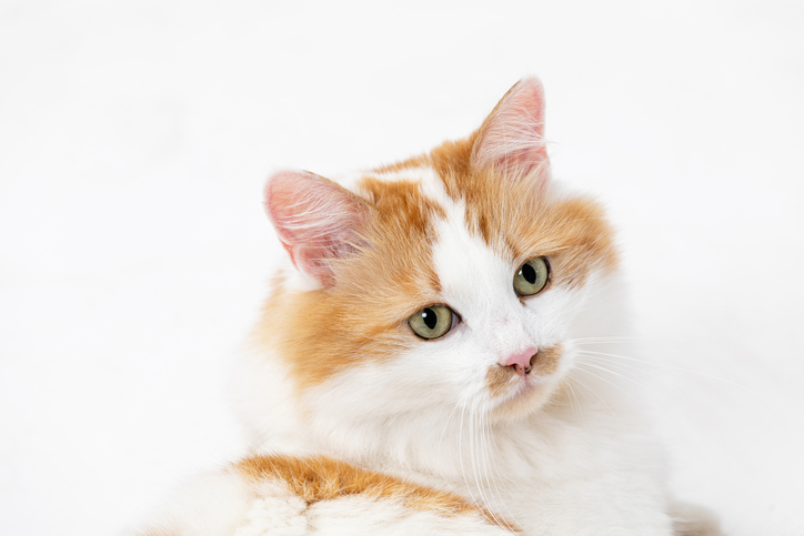 A Fluffy Cat in a Snowy Landscape with an Intriguing Expression Captivating Eyes and Whiskers