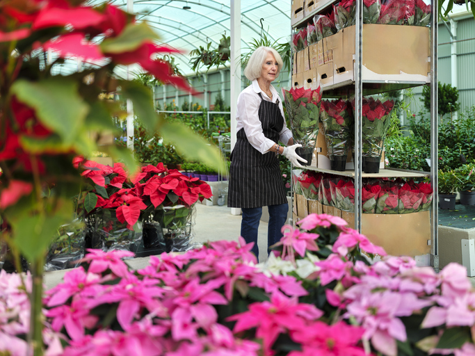 A senior mature woman working in a garden center placing yelow flowers for sale