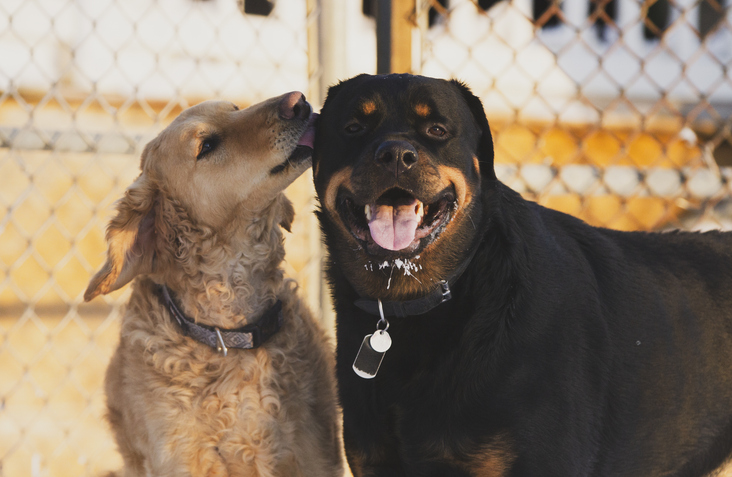 A dog kisses her rottweiler friend as he smiles at the camera.
