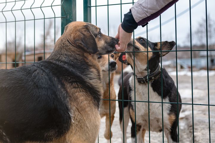 Dog waiting for adoption in animal shelter. Homeless dog in the shelter.