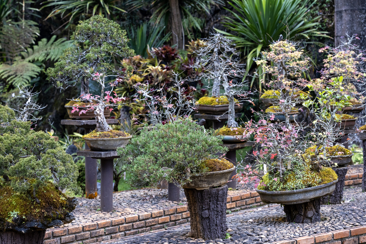 Collection of bonsai tree in the miniature japanese zen garden for retirement hobby and living legacy art decoration