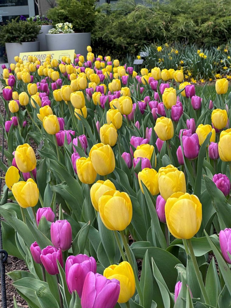 Combinaciones atractivas