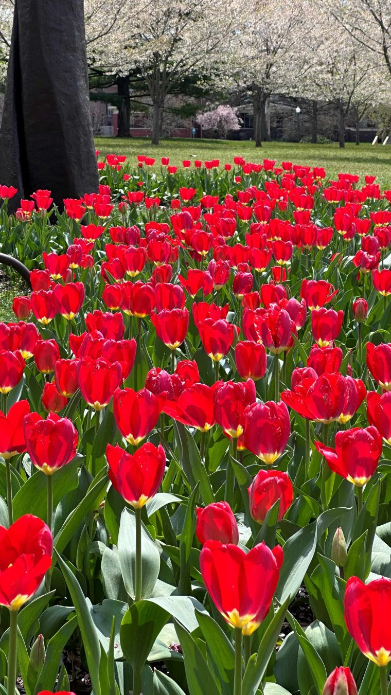Rojo por doquier
