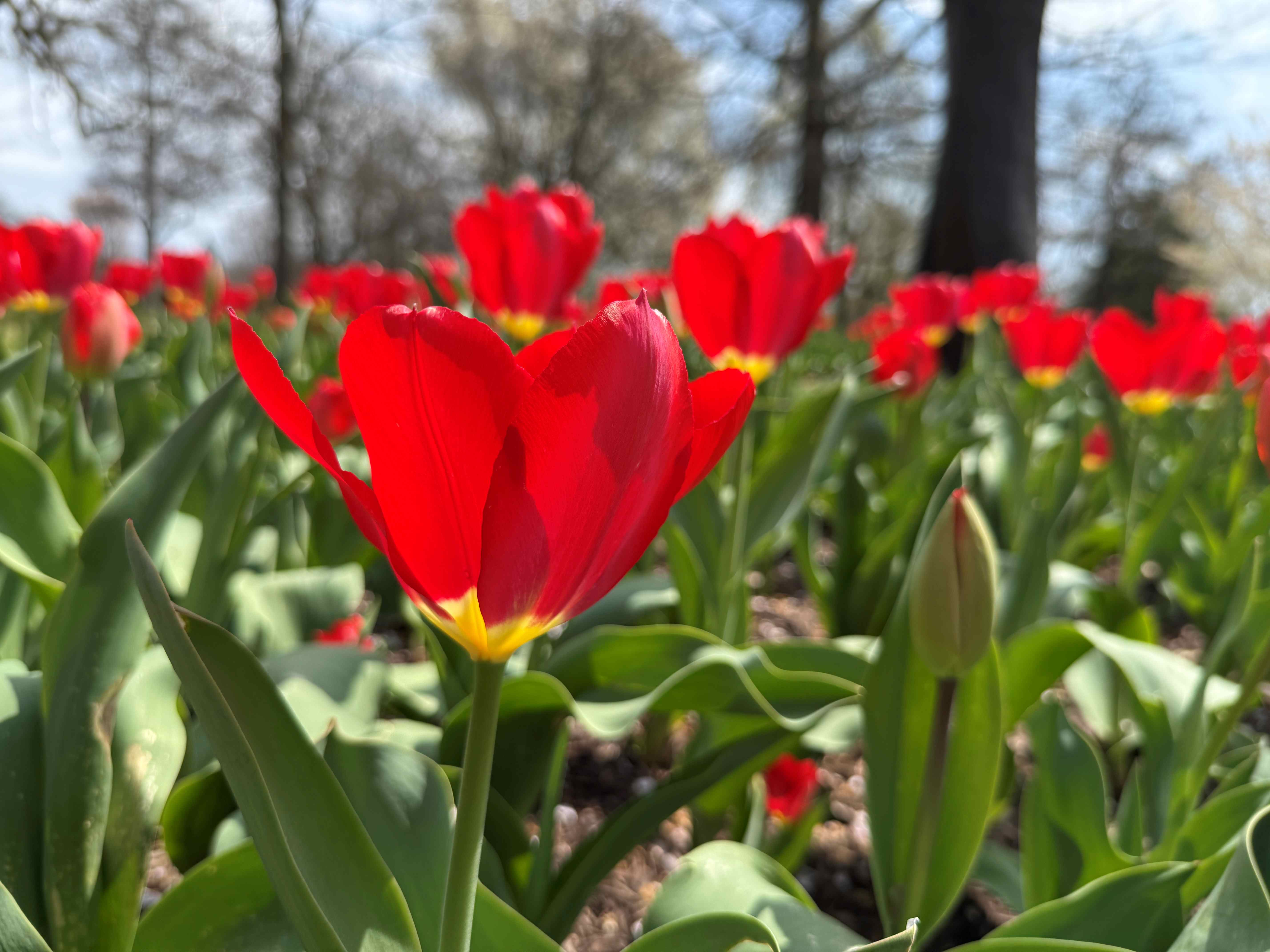 Esta semana: Campos de tulipanes, destinos imperdibles de Ohio