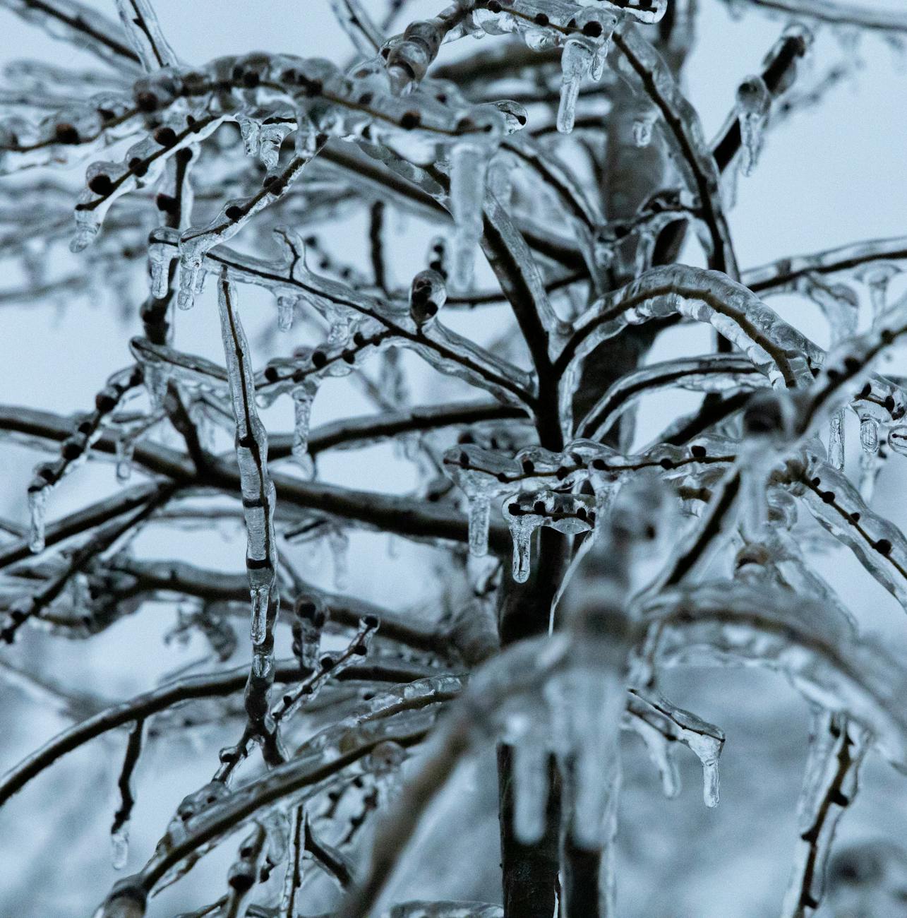 frozen branches
