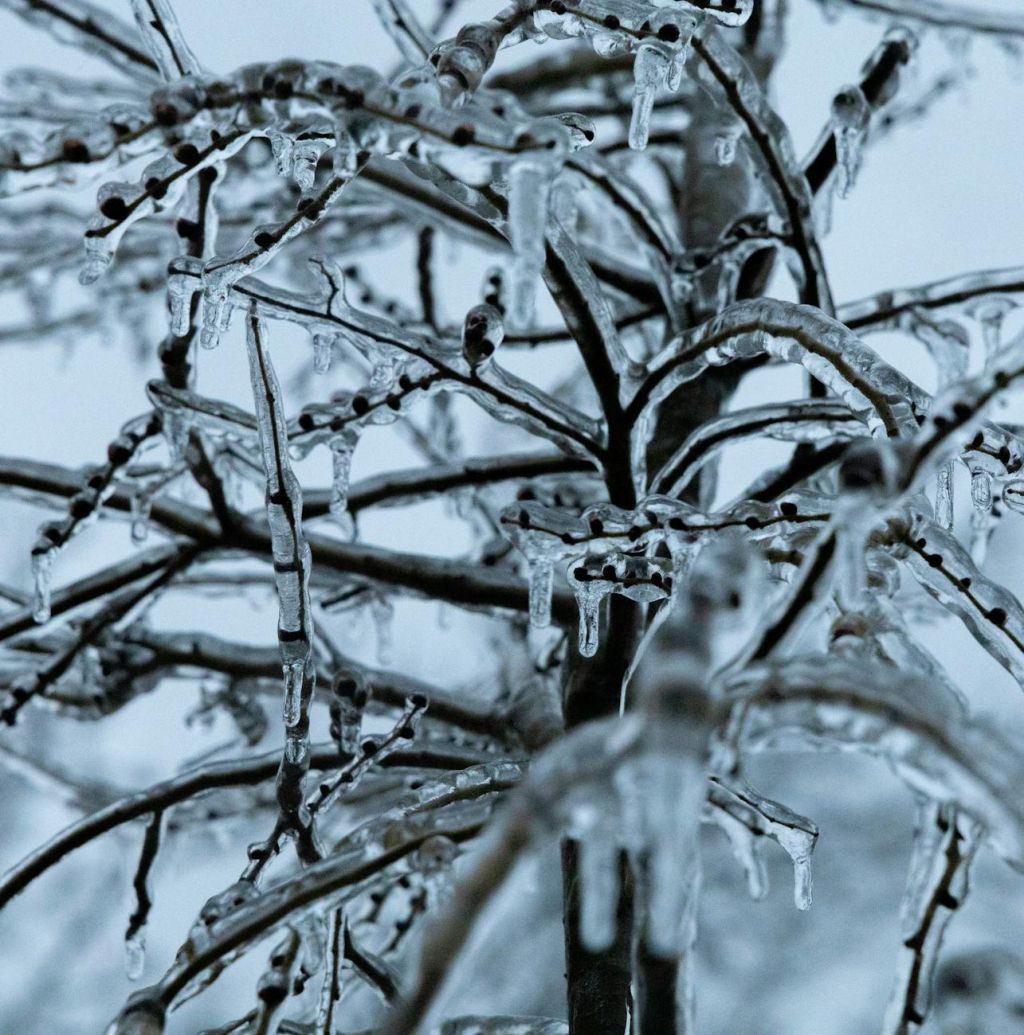 frozen branches