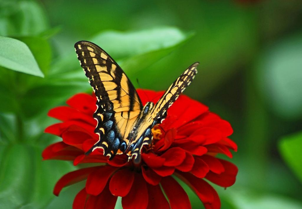 ¡Última semana de “Blooms & Butterflies” en Columbus!