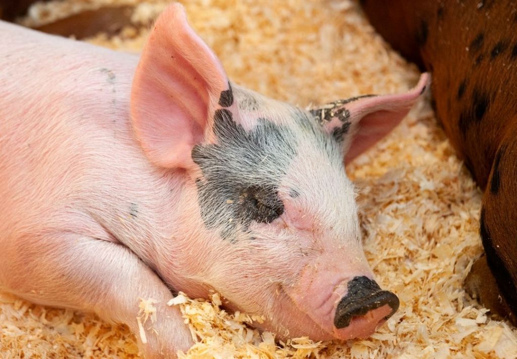 Feria agropecuaria de Franklin culminará el 20 de julio