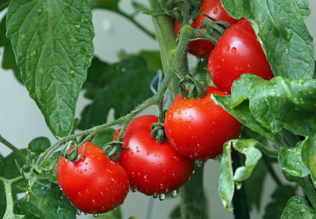 7-9 de agosto: Festival del tomate se celebra en Reynoldsburg