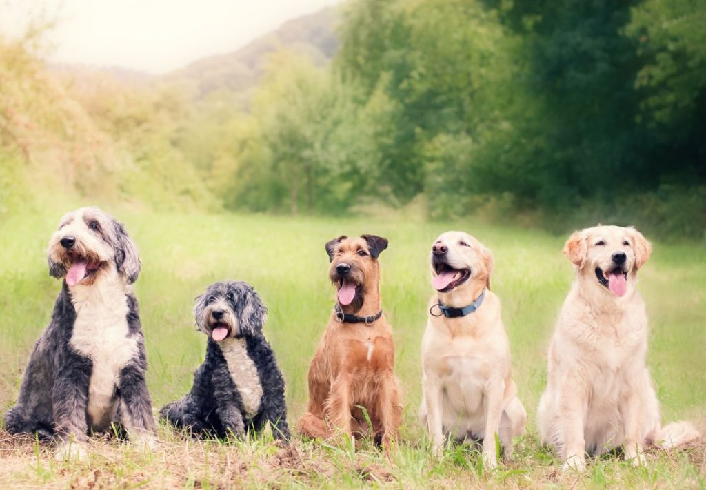 Columbus celebra a los amigos de cuatro patas en el Bark Bash