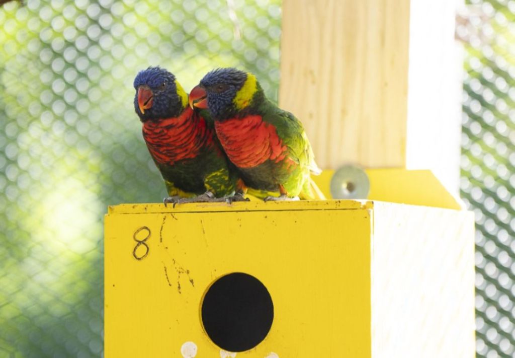 Columbus Zoo pierde 10 loros por virus del Nilo y cierra su aviario