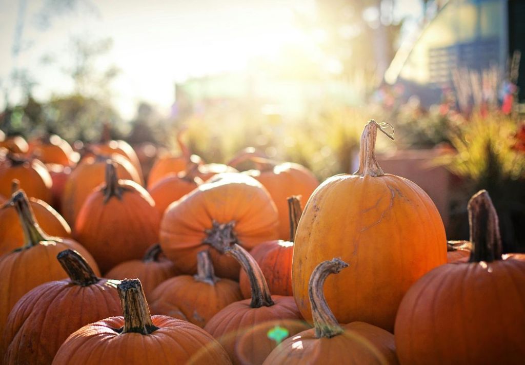 El calor pasó y las calabazas prosperan en Ohio