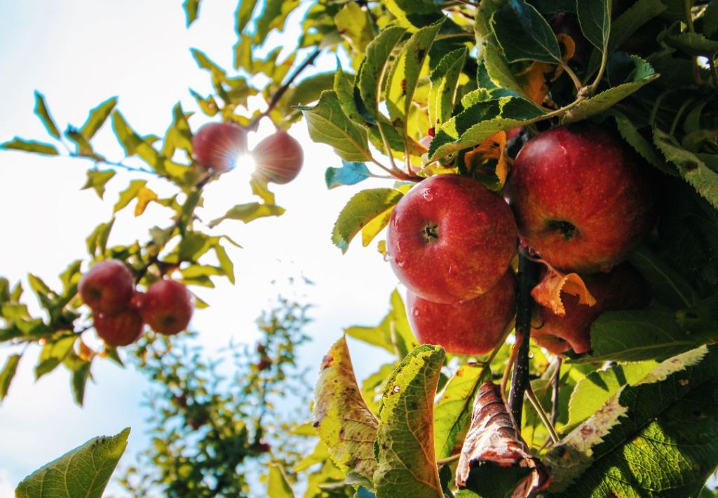 Columbus celebra el regreso del Apple Fest en German Village