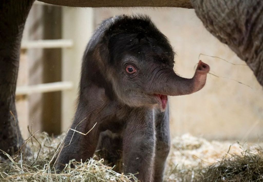 Columbus celebra el nacimiento de su segundo elefante del año