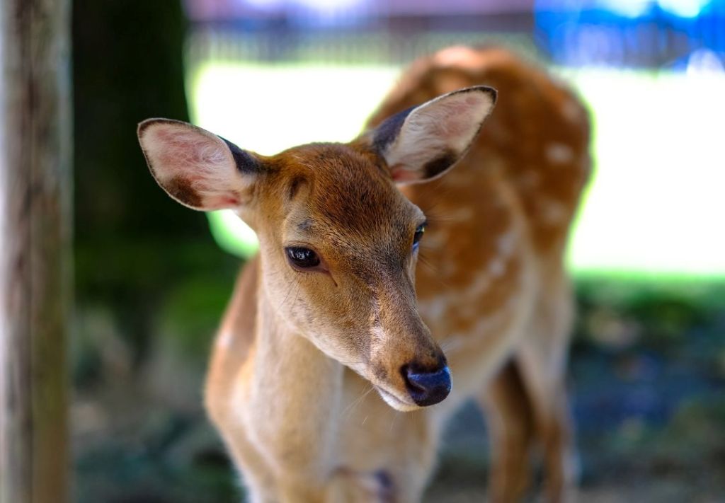Visitantes de refugio animal inspiran horas de cuento