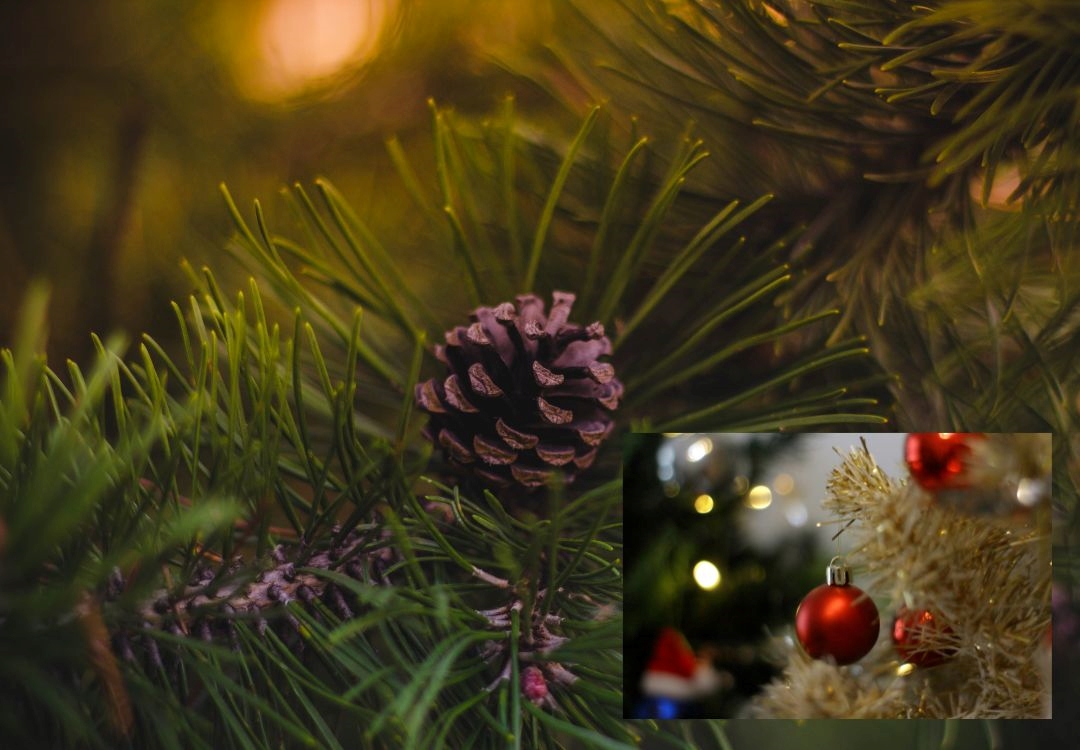 Conservatorio presenta galería natural de árboles navideños  