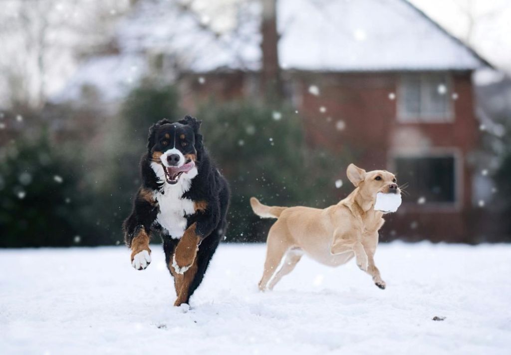 Leyes de Ohio exigen trámite de licencia para perros