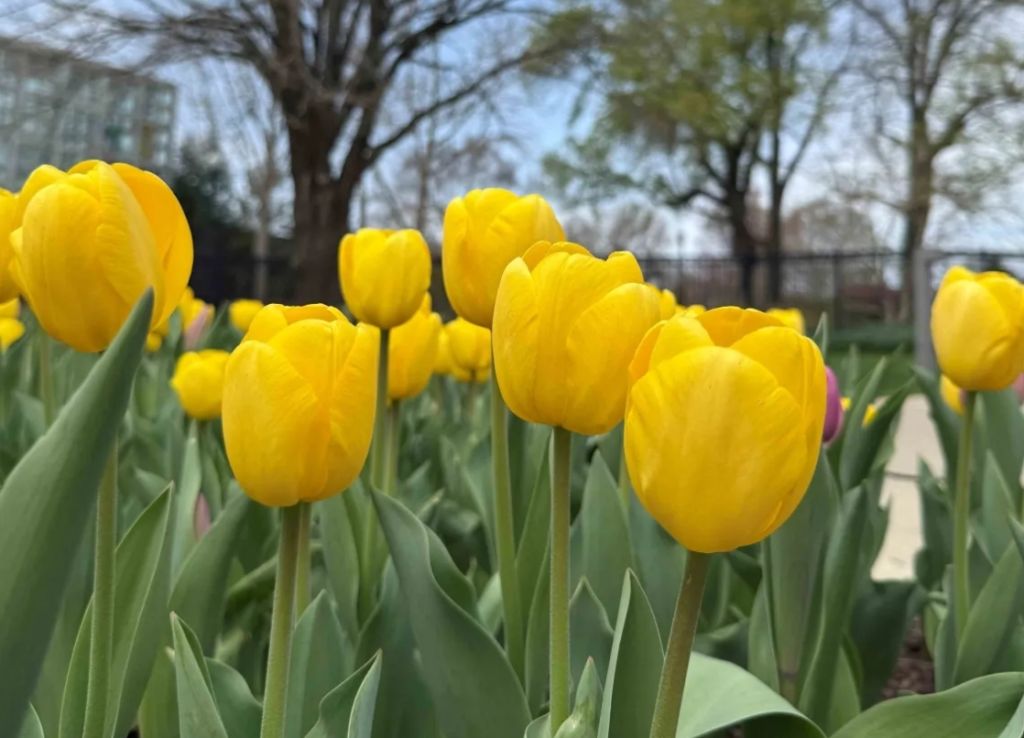 “Columbus Bloom”: Inicia la exhibición natural más esperada