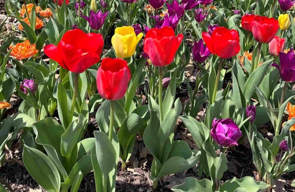 Columbus Blooms: La espectacular primavera llega a Ohio