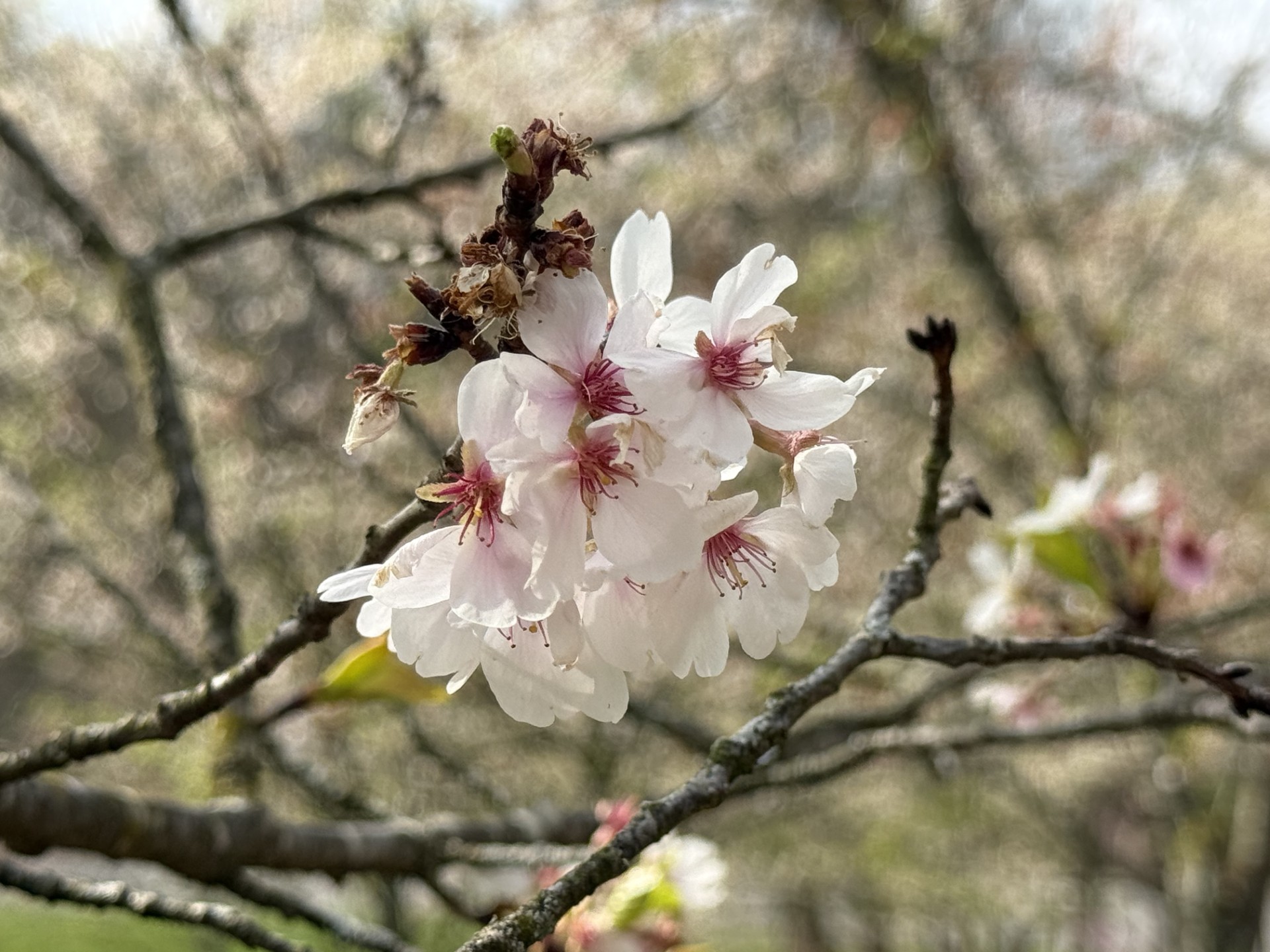¡Cincinnati también regala paisajes de cerezos en flor!