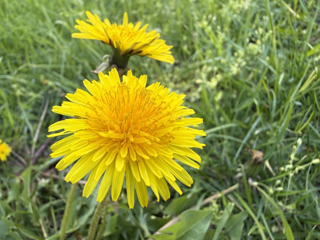 Parques de Franklin invitan a conocer sus flores salvajes en abril
