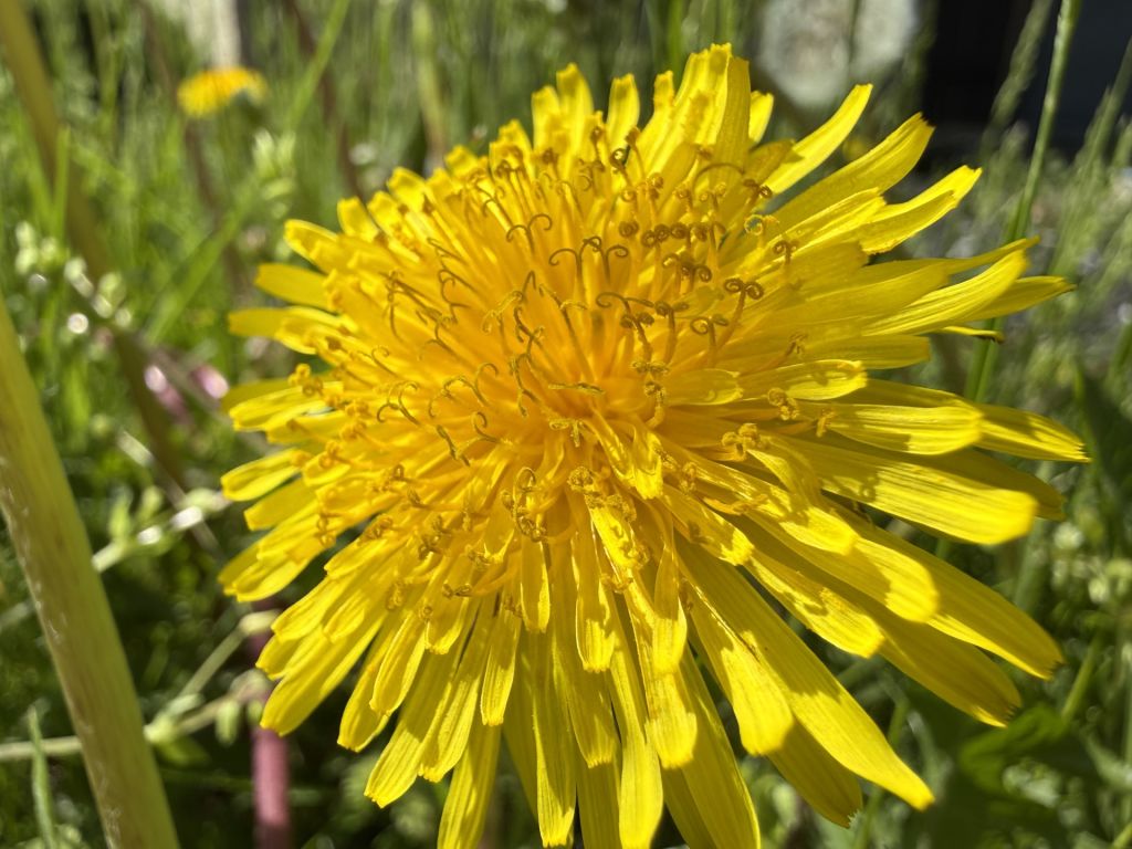 Parques de Franklin invitan a conocer sus flores salvajes en abril