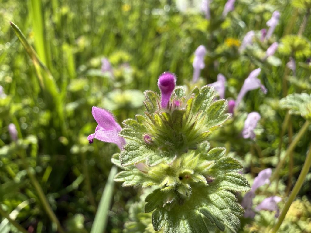 Parques de Franklin invitan a conocer sus flores salvajes en abril
