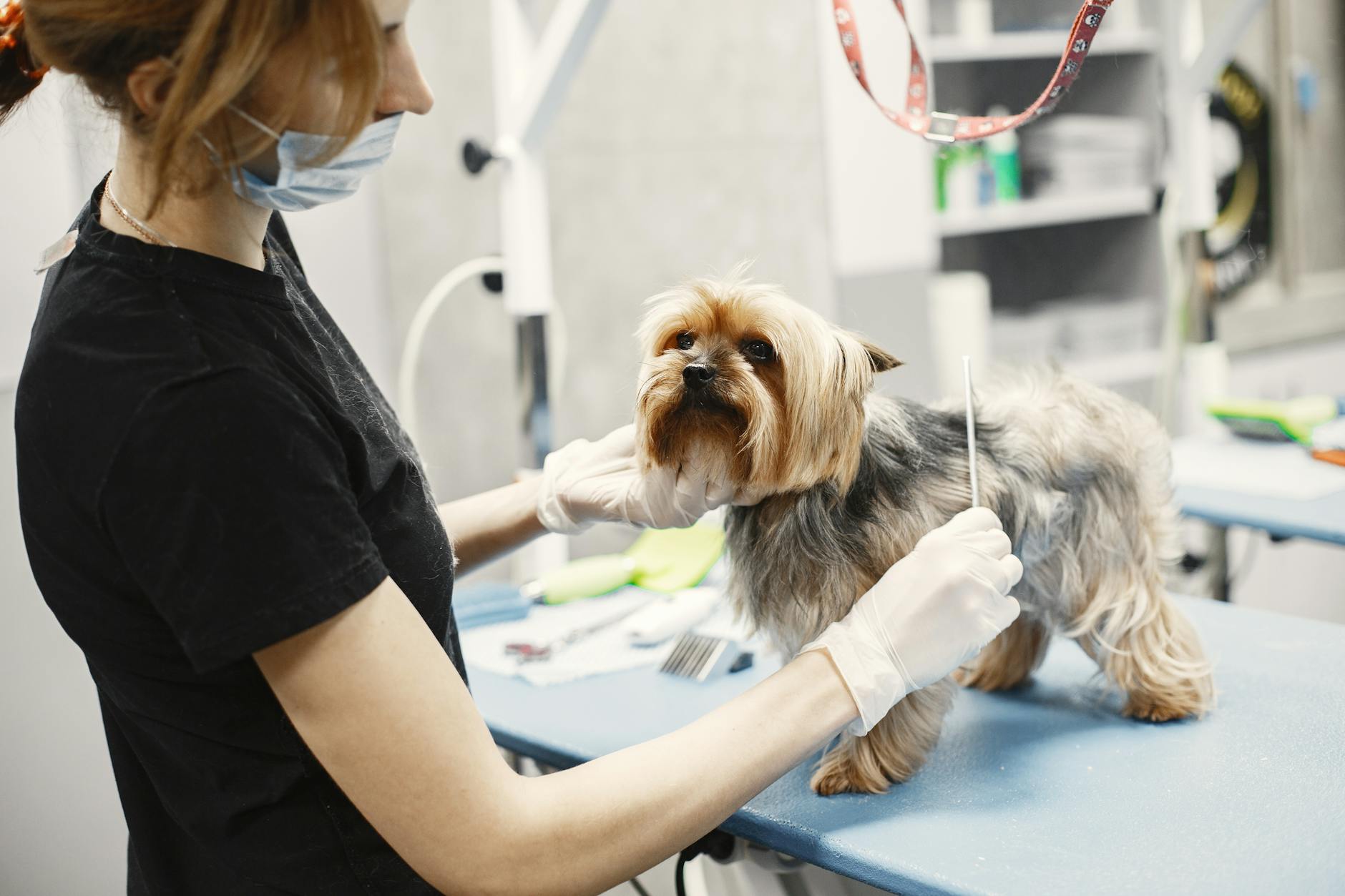 female veterinarian grooming a dog