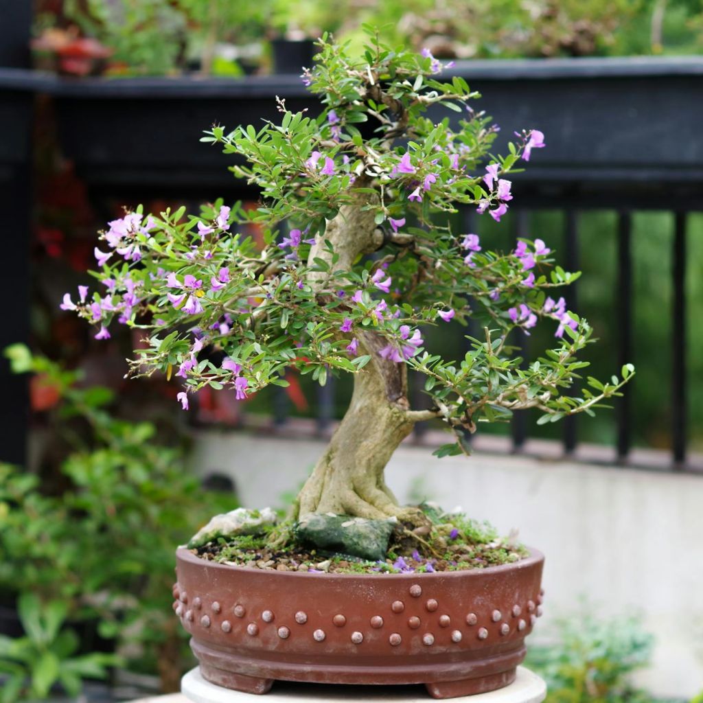 beautiful bonsai tree with purple flowers