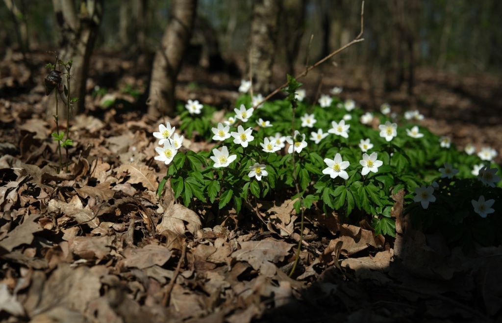 wood anemone blossoming in spring forest