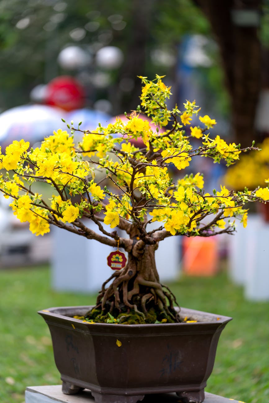 yellow flowers in the pot