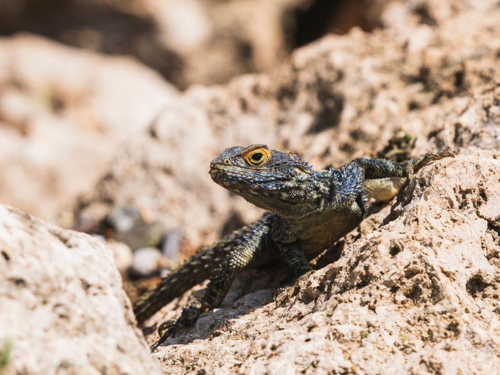 close up of agama lizard sunbathing on rocks