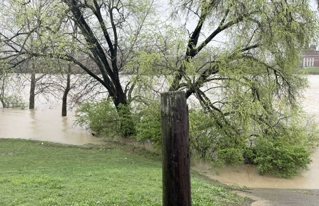 Flooded park with submerged trees and a wooden post in the foreground, surrounded by lush green foliage.