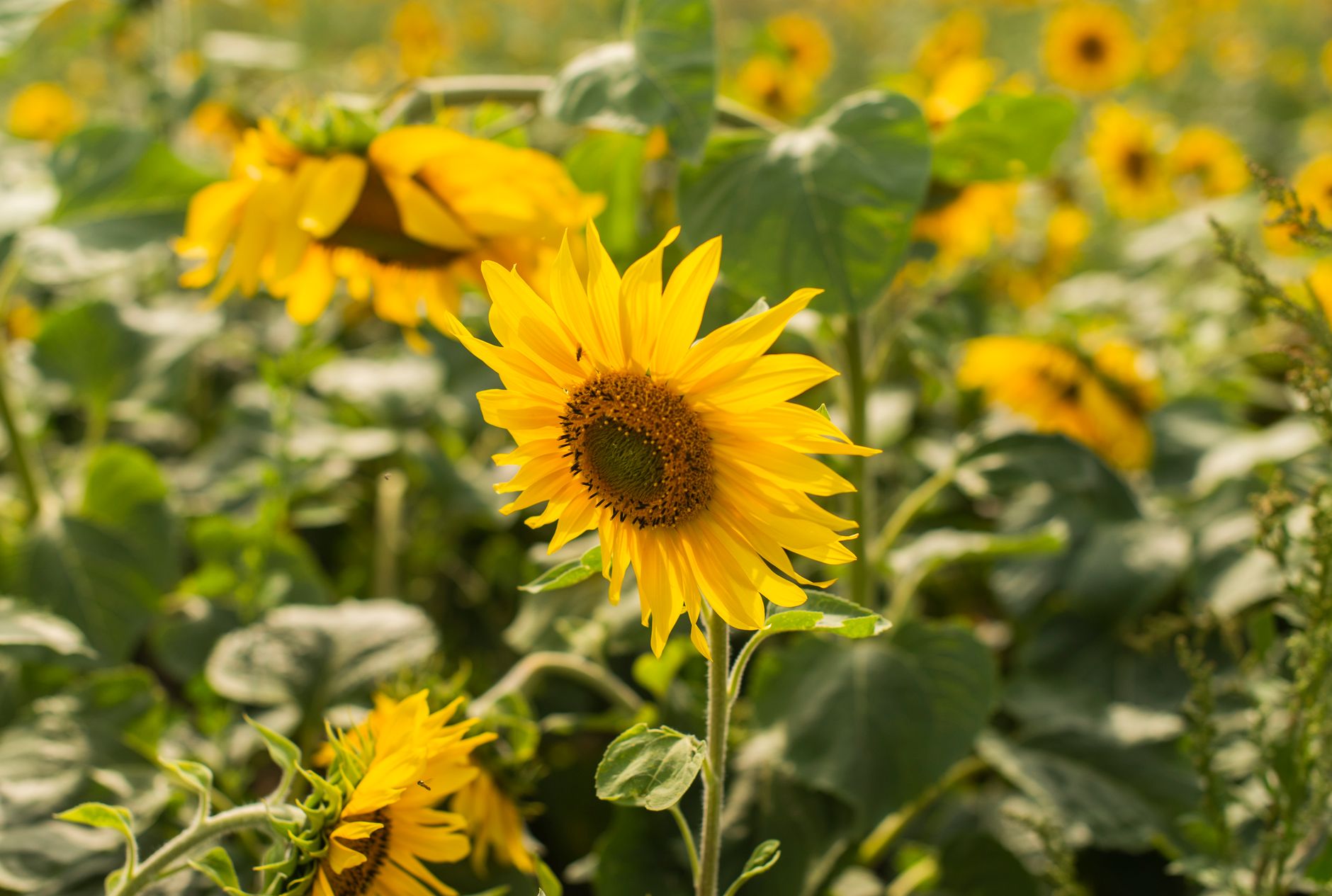 yellow sunflowers in bloom