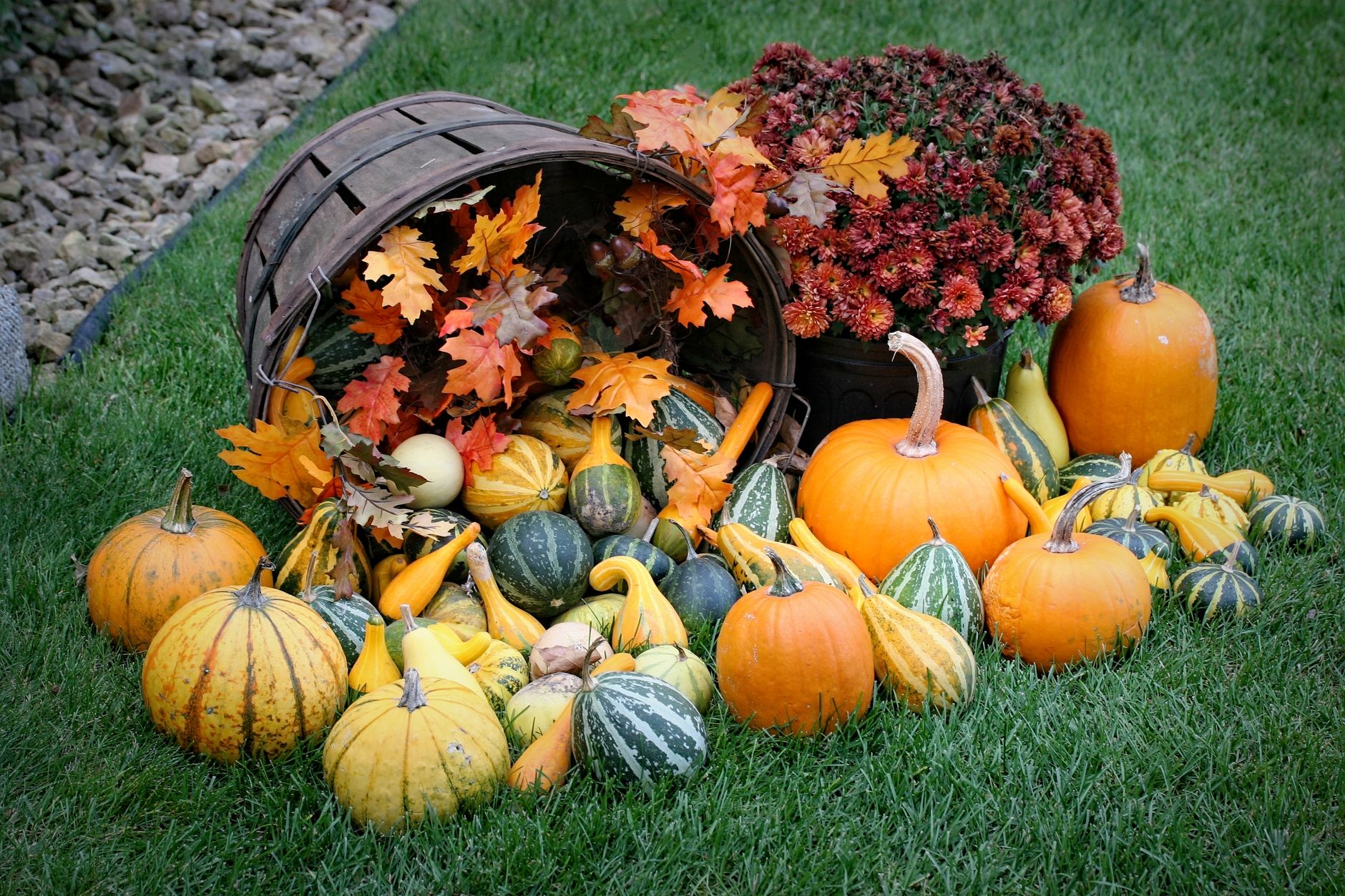 basket of gourds on green grass