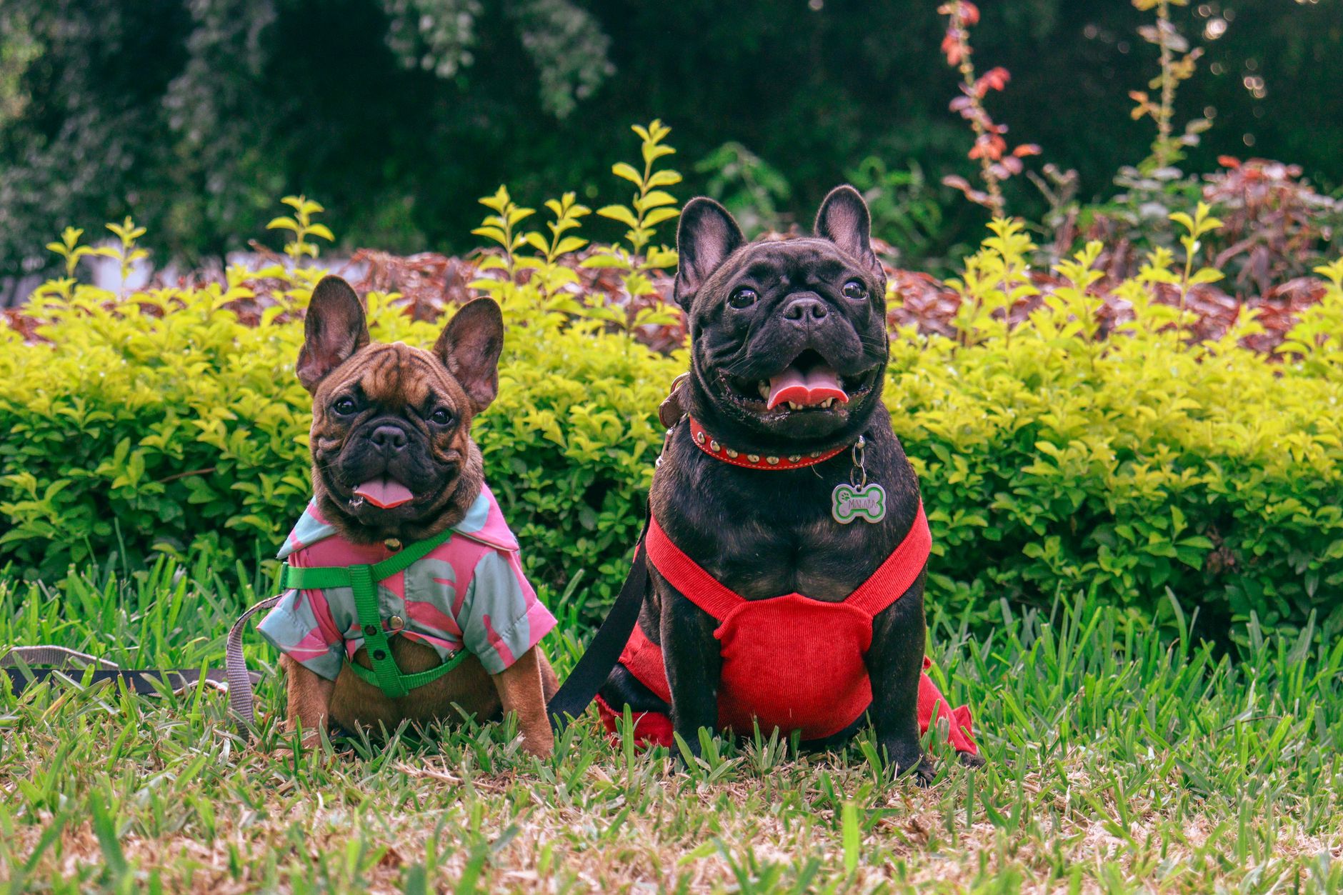 french bulldogs in clothes