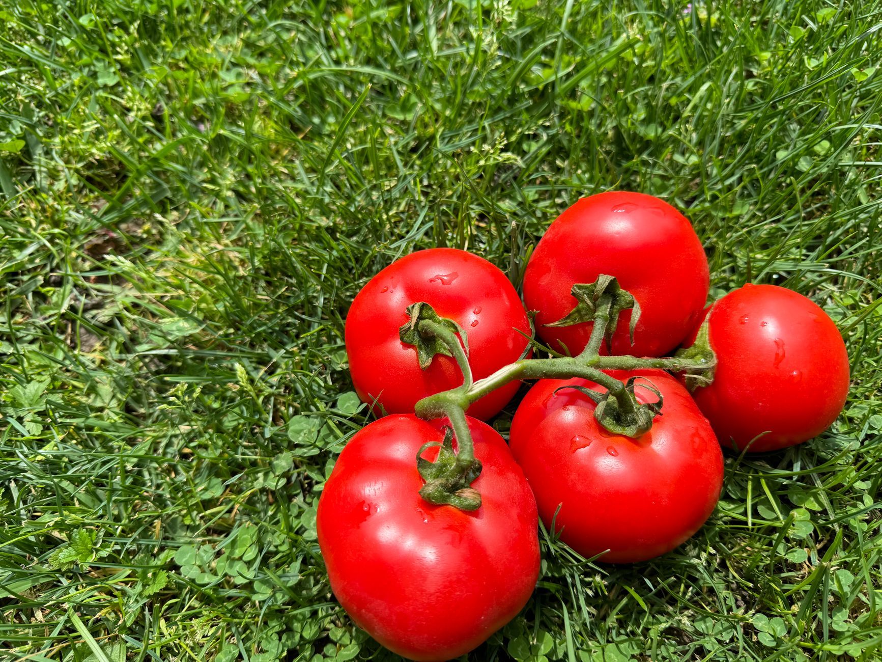 close up of branch of fresh tomatoes lying on the grass