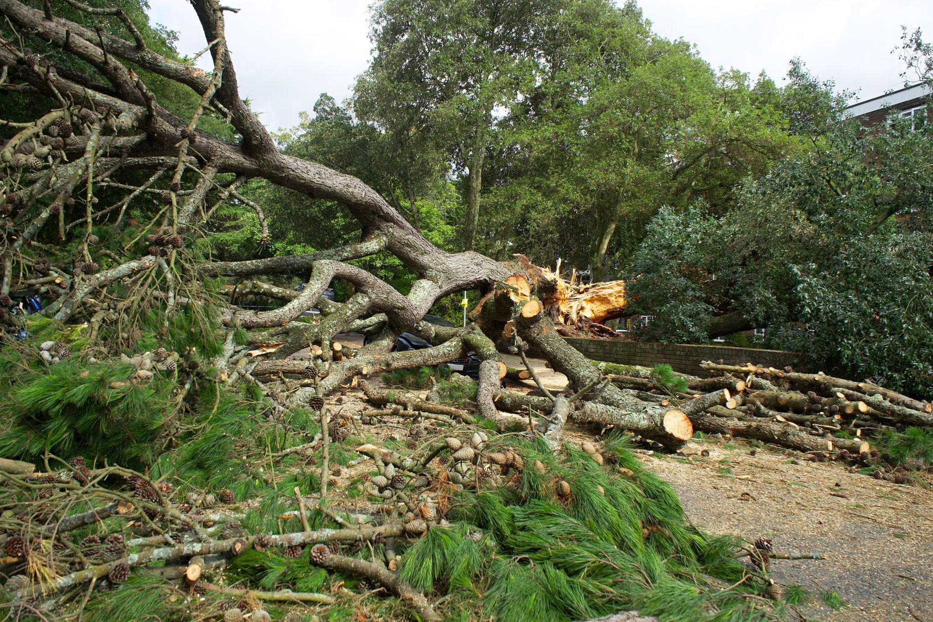 uprooted tree cut in pieces